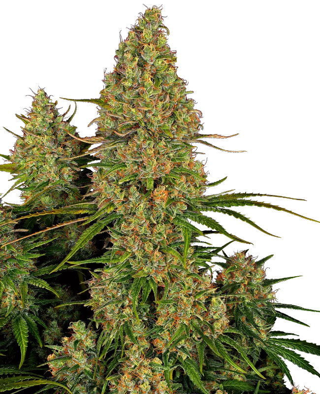 Sticky Orange XXL Automatic Seeds