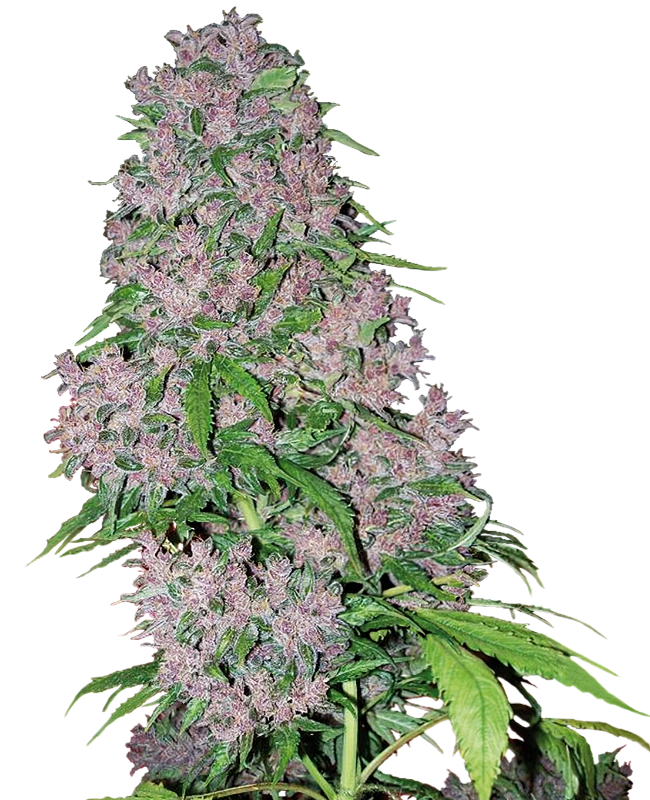 Purple Bud Feminized Seeds by White Label