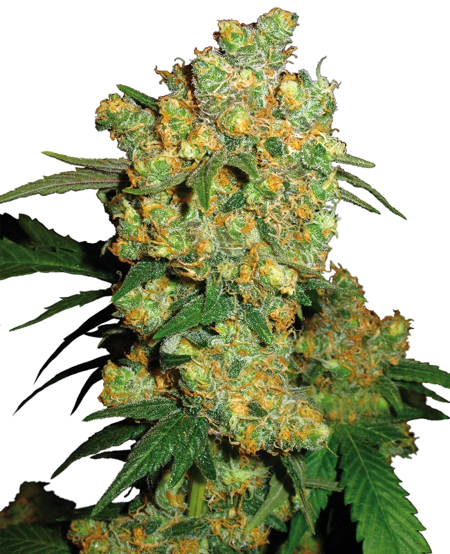 Big Bud Feminized Seeds
