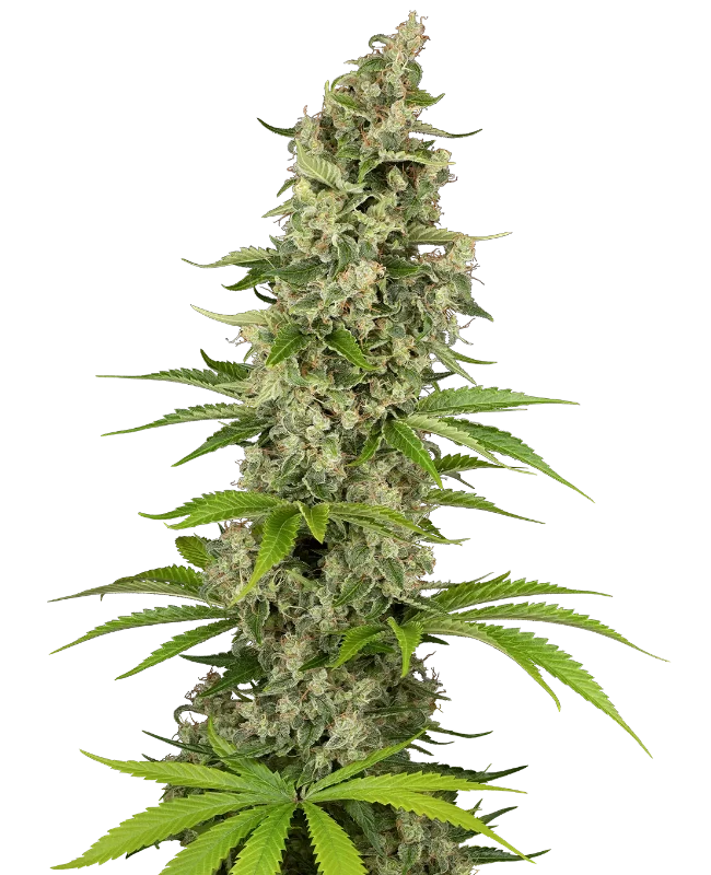 Béluga Blanc Feminized Seeds