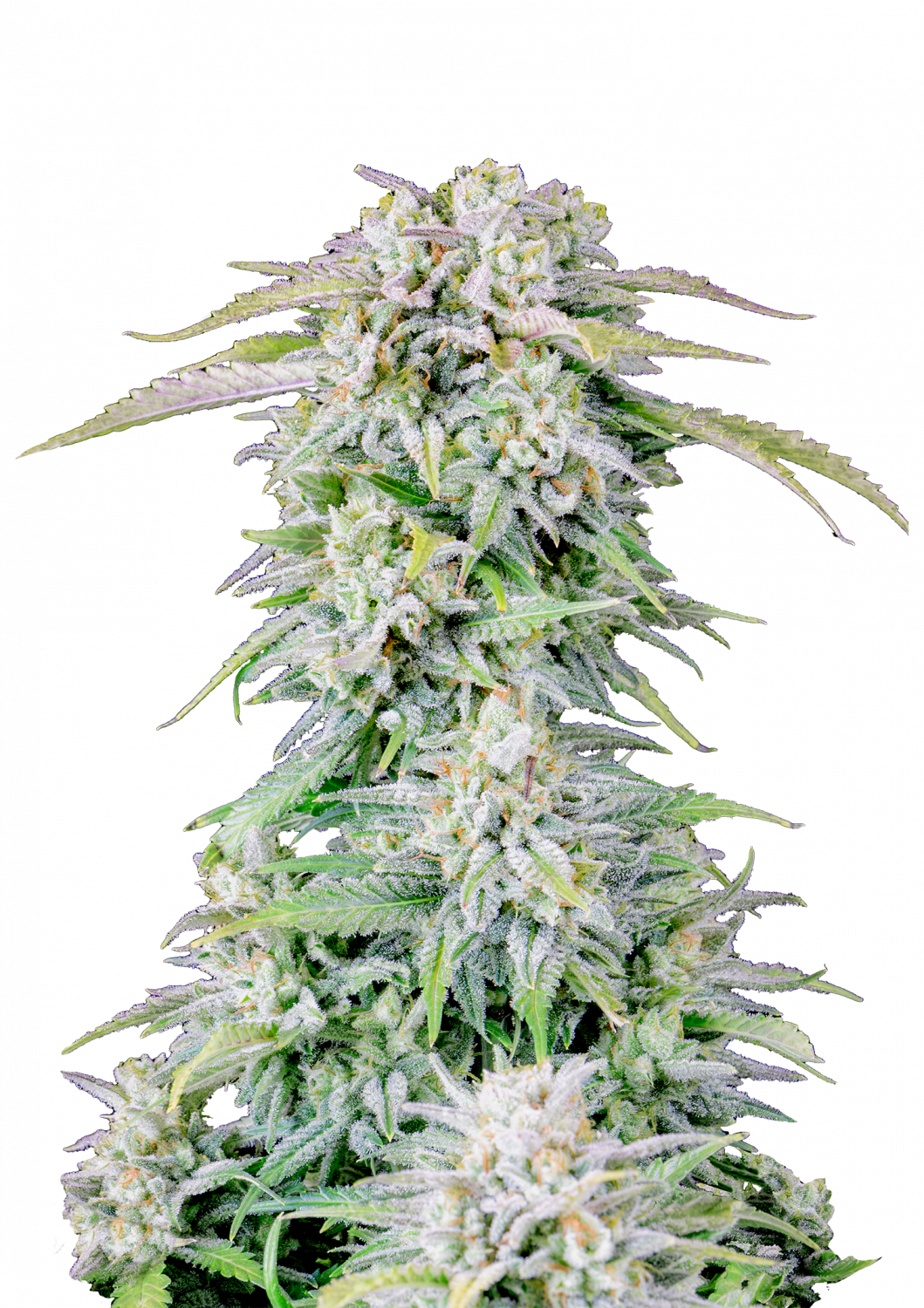 42 Fast Buds AFGHAN KUSH AUTO