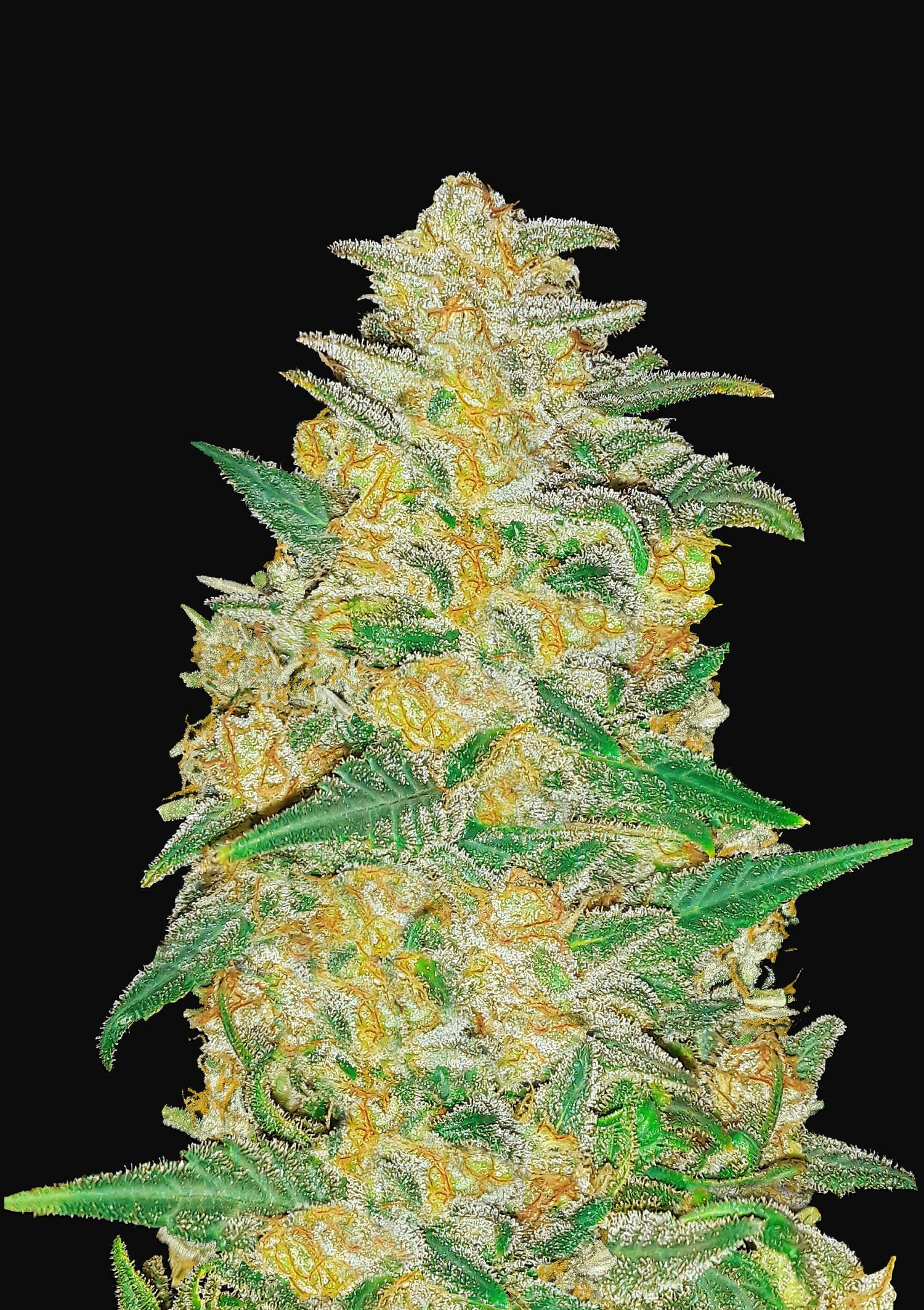42 Fast Buds AMNESIA HAZE AUTO