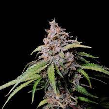 42 Fast Buds AMNESIA ZKITTLEZ AUTO