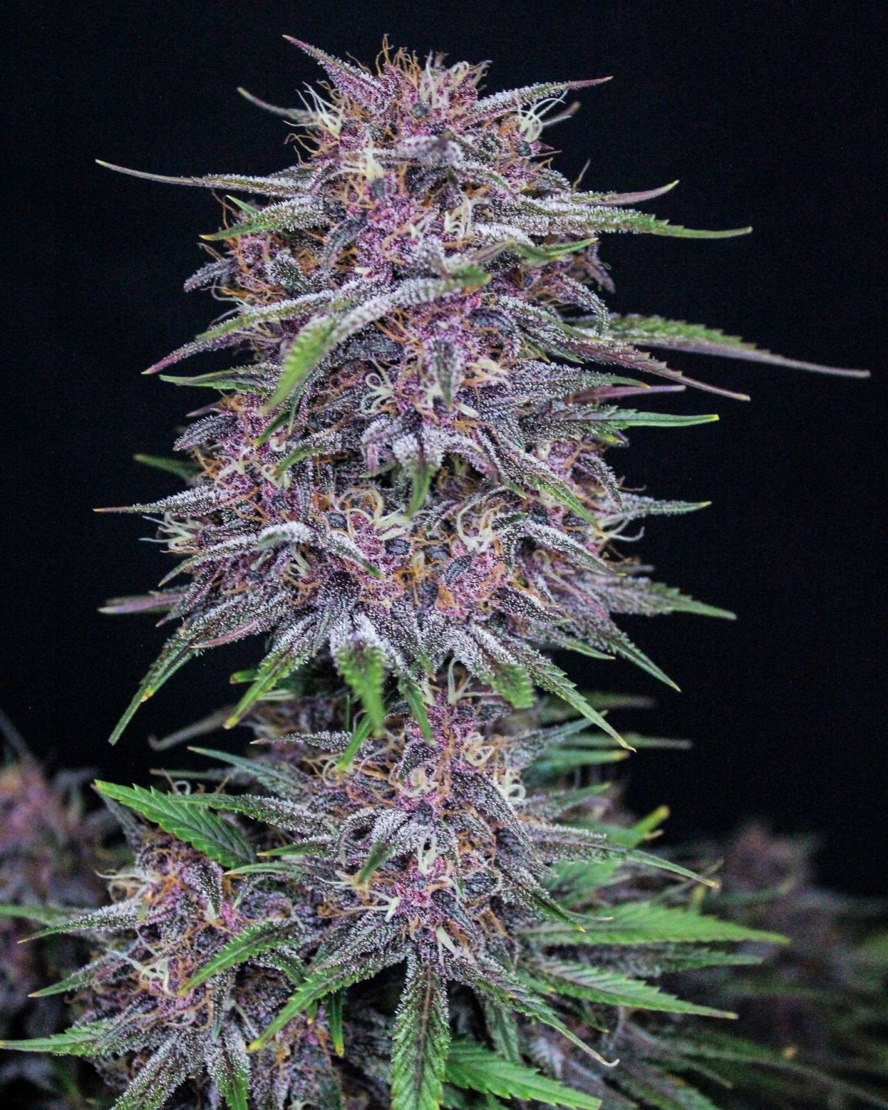 42 Fast Buds BANANA PURPLE PUNCH AUTO