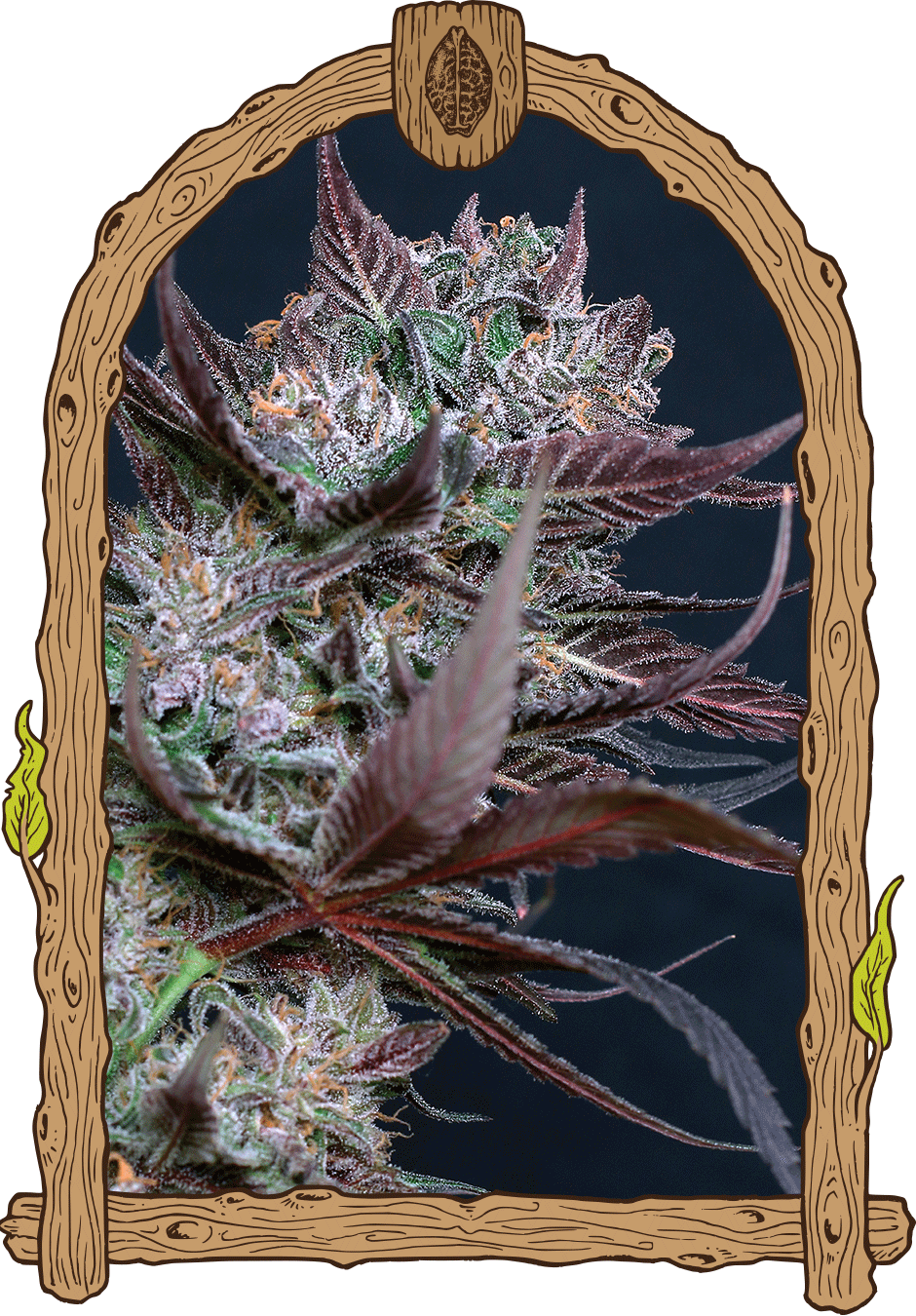 Black Lemon Fem