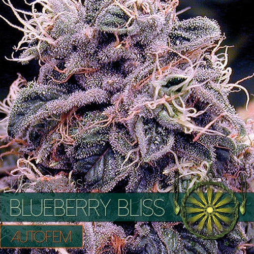 Blueberry Bliss – AutoFem