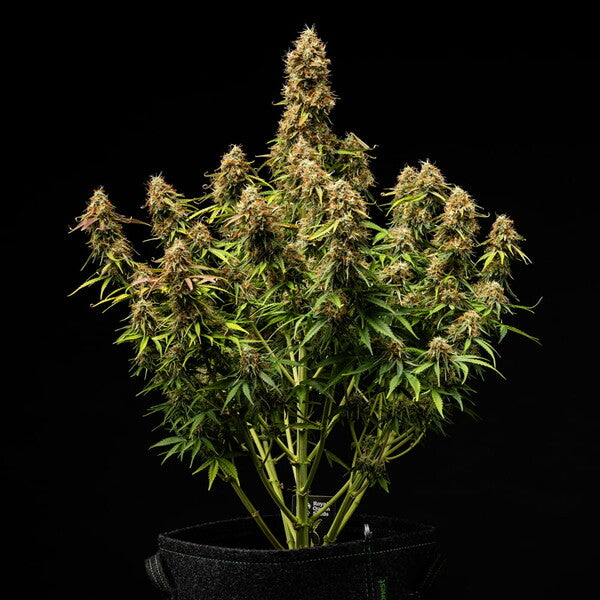 Gaia F1