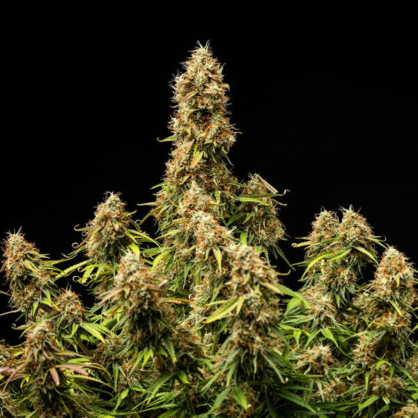 Gaia F1